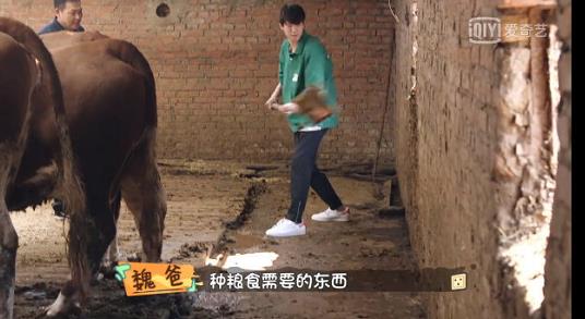 魏大勋铲牛粪是什么综艺节目 魏大勋铲牛粪被质疑作秀