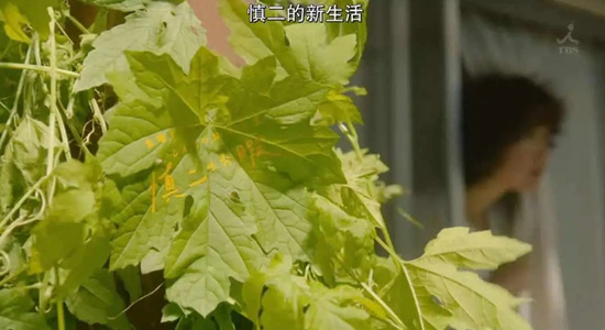 风平浪静的闲暇第9集什么时候出 风平浪静的闲暇大结局是什么