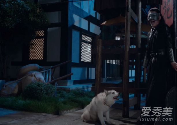 陈情令仙子是什么狗 陈情令仙子为什么是二哈