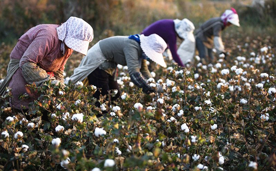 送去新疆摘棉花是什么梗 新疆摘棉花是什么意思