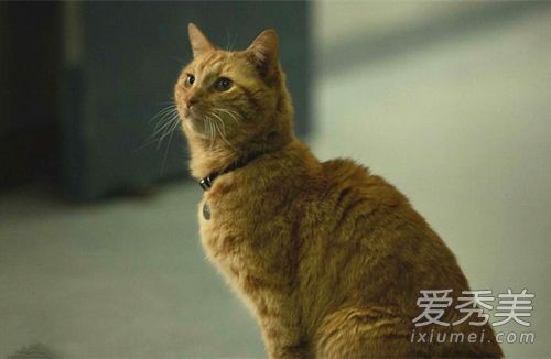 噬元兽是什么梗 噬元兽是什么猫