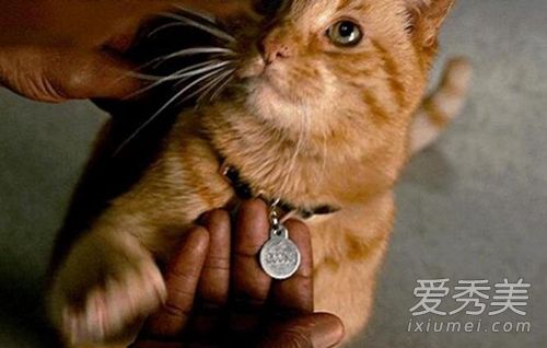 噬元兽是什么梗 噬元兽是什么猫