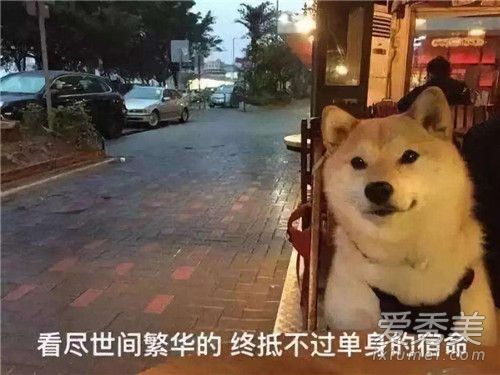 自闭式单身什么梗 自闭式单身来源什么意思