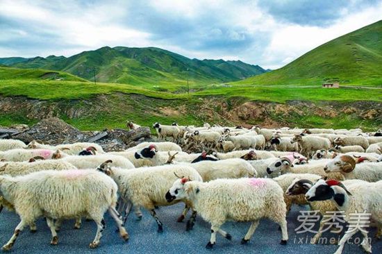15只羊登记入学 这到底是个什么梗？