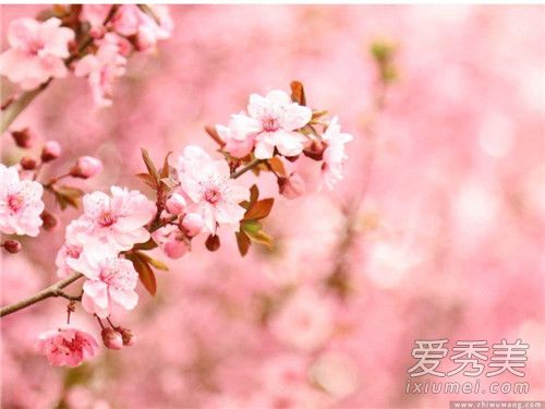 赏樱花的好心情说说 赏樱花诗句