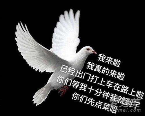 自鸽选手是什么意思 自鸽选手什么梗