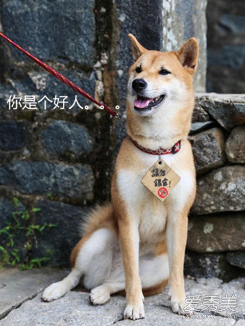 十动然鱼是什么意思 十动然鱼是什么梗