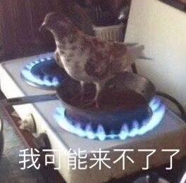 鸽子咕咕咕是什么梗 鸽子咕咕咕表情包