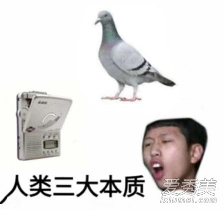 人类的本质是鸽子什么梗什么意思 人类的本质是鸽子源来