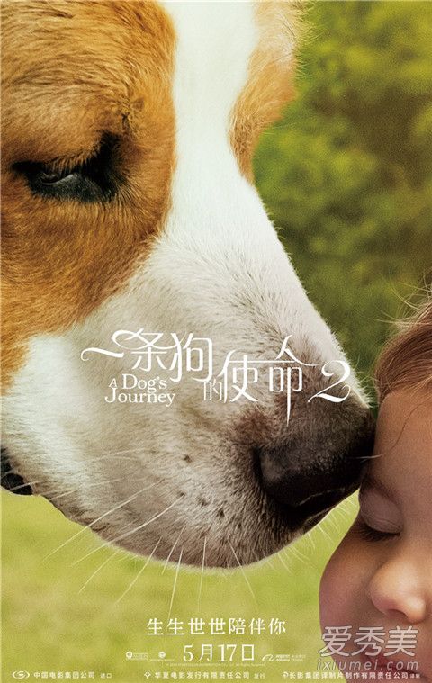 一条狗的使命2狗的品种 一条狗的使命2是什么狗
