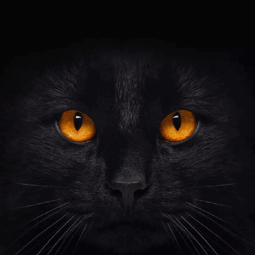 抖音黑猫睁眼高清壁纸图片 抖音黑猫睁眼无水印壁纸