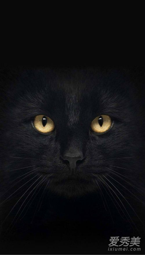 抖音黑猫睁眼高清壁纸图片 抖音黑猫睁眼无水印壁纸