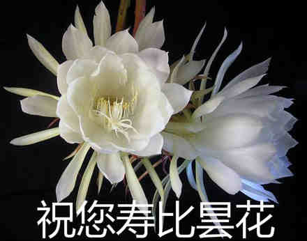祝您寿比昙花是什么意思 祝您寿比昙花是什么意思