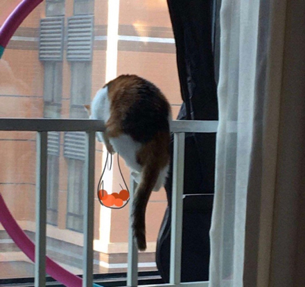 买橘子是什么意思 买橘子什么梗