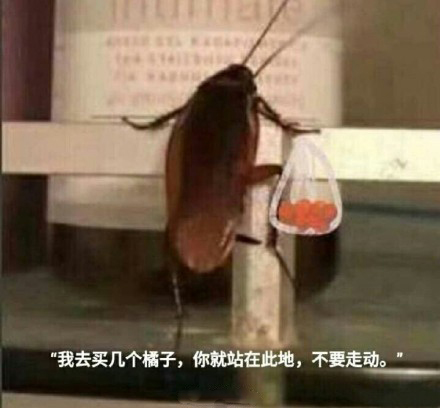 买橘子是什么意思 买橘子什么梗