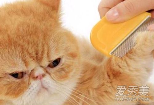 猫听到梳子声音会吐是真的吗 为什么猫听见梳子的声音会吐