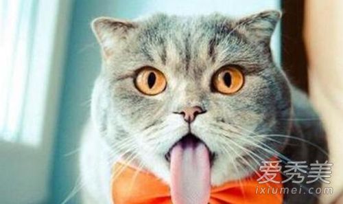 猫听到梳子声音会吐是真的吗 为什么猫听见梳子的声音会吐