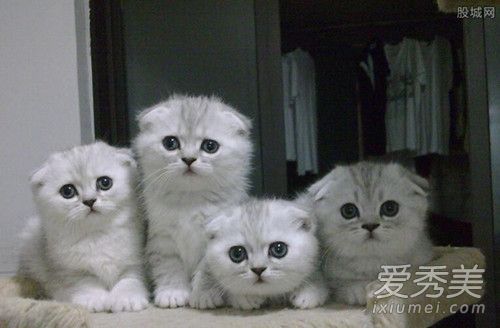抖音会说话的刘二豆是什么品种的猫 多少钱一只