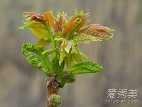门前种什么树有助风水 门前种槐树的风水作用介绍