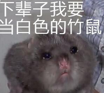 华农兄弟是什么梗 华农兄弟竹鼠中暑是什么意思