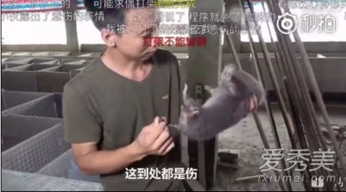 华农兄弟是什么梗 华农兄弟竹鼠中暑是什么意思