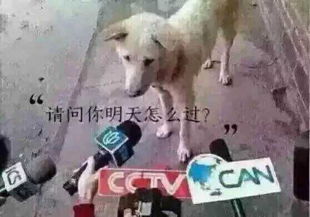 牡丹狗是什么梗 牡丹狗什么意思