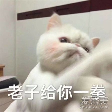 你可摇了我吧什么梗 你可摇了我吧什么意思