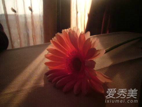 塑料姐妹情什么意思 塑料姐妹情下一句是什么