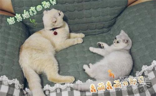 抖音刘二豆id是多少 抖音刘二豆是什么猫