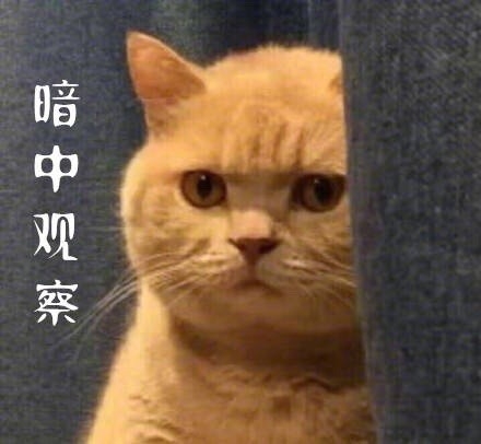 暗中观察什么意思 暗中观察表情猫