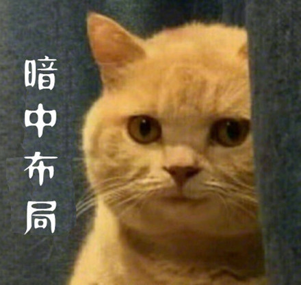 暗中观察什么意思 暗中观察表情猫