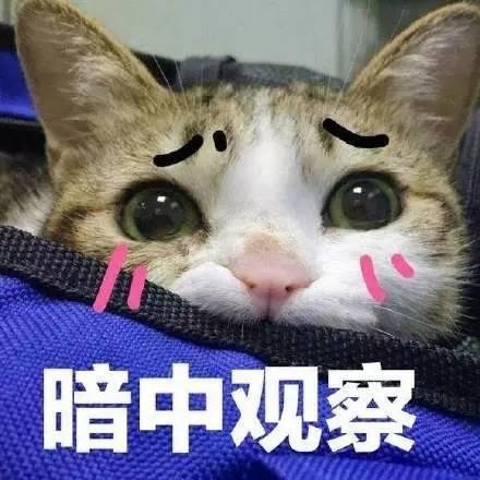 暗中观察什么意思 暗中观察表情猫