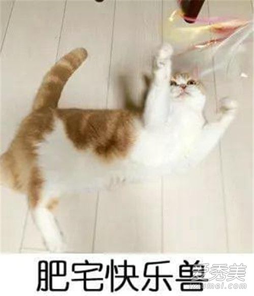 肥宅快乐是什么梗 肥宅快乐系列表情包