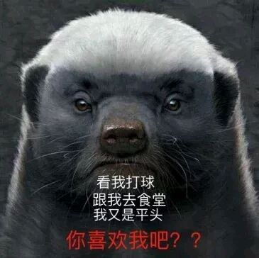 虎扑平头哥是什么意思 虎扑平头哥是什么梗