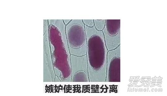 质壁分离是什么梗 质壁分离是什么意思