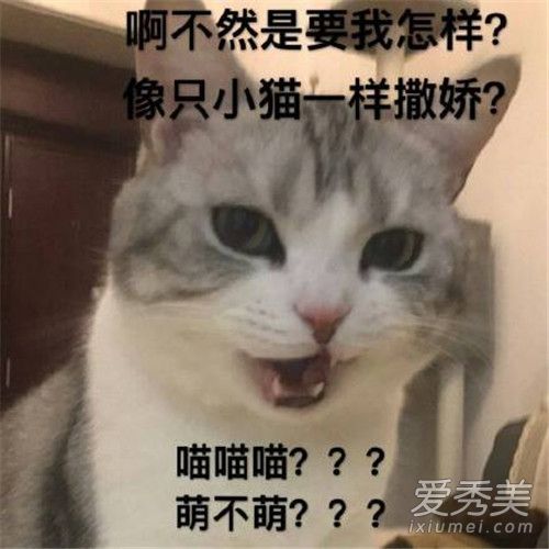 喵喵喵是什么梗 喵喵喵是什么意思