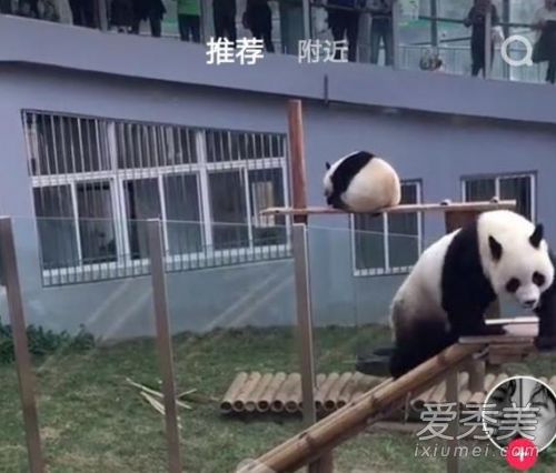 抖音评论皮大大是什么意思 抖音评论皮大大是什么梗