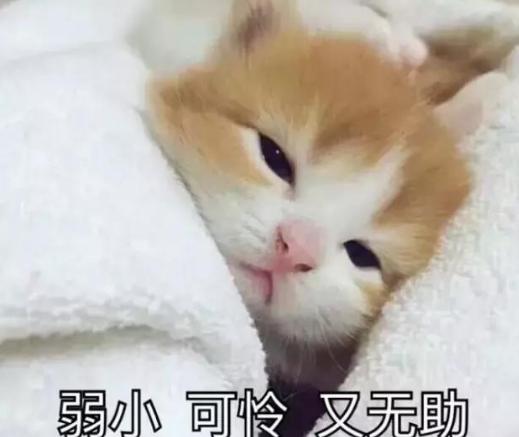 弱小可怜又无助是什么梗 弱小可怜又无助表情包