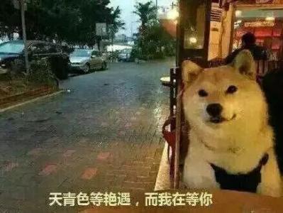 你是狗吧是什么意思 你是狗吧表情包