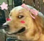 猪精女孩健康养生指南是什么 猪猪女孩和猪精女孩的区别
