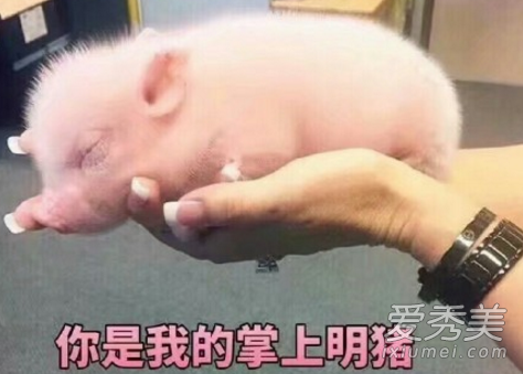 精致的猪猪女孩是什么梗 精致的猪猪女孩是什么意思