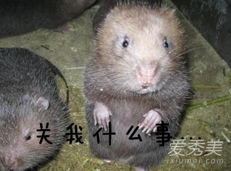 卖竹鼠是什么梗由来 竹鼠都还没卖完是什么意思