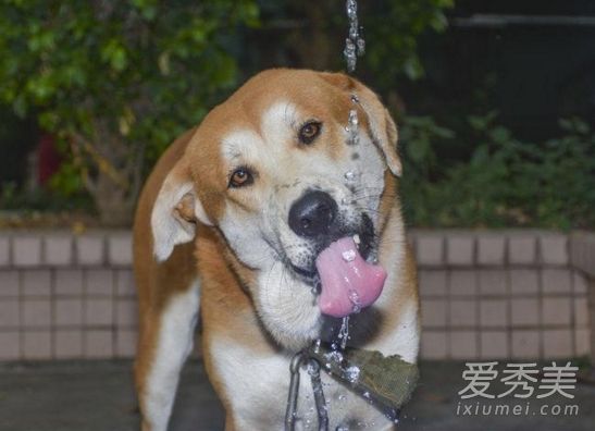 女神说狗喝水什么意思 狗喝水什么意思?