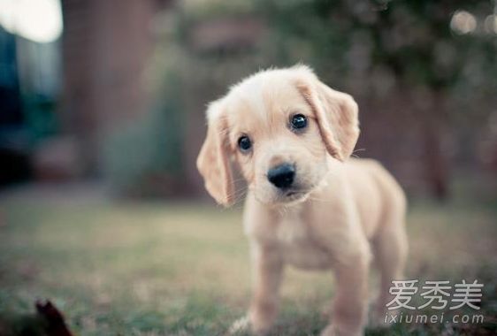 女神说狗喝水什么意思 狗喝水什么意思?