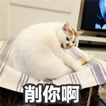 很多人可能不知道楼楼的名字却一定用过它的表情包