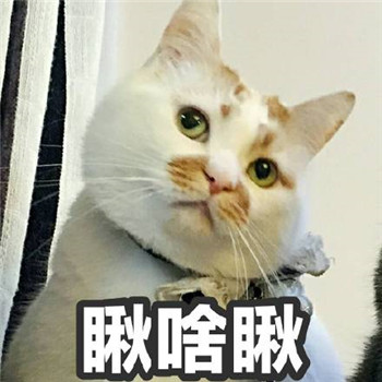 很多人可能不知道楼楼的名字却一定用过它的表情包