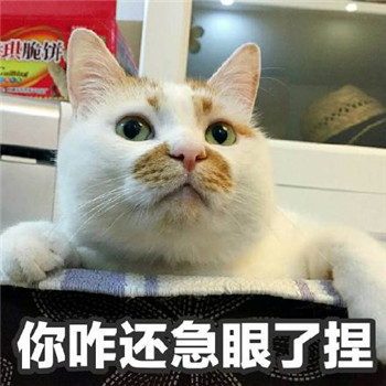 很多人可能不知道楼楼的名字却一定用过它的表情包