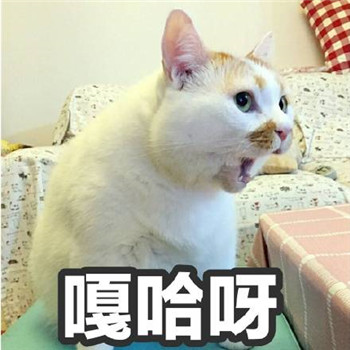 很多人可能不知道楼楼的名字却一定用过它的表情包