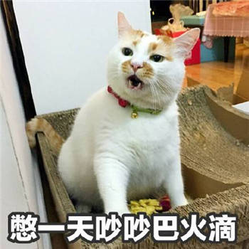 很多人可能不知道楼楼的名字却一定用过它的表情包