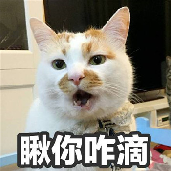 很多人可能不知道楼楼的名字却一定用过它的表情包